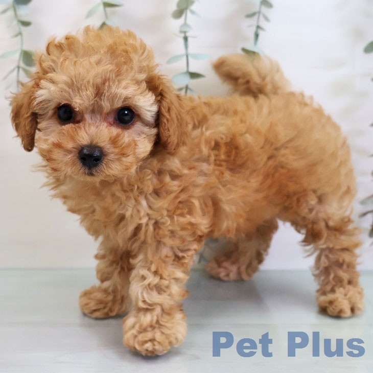 トイ・プードル