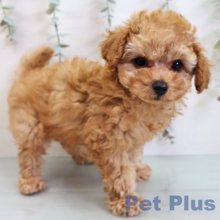 トイ・プードルの写真2