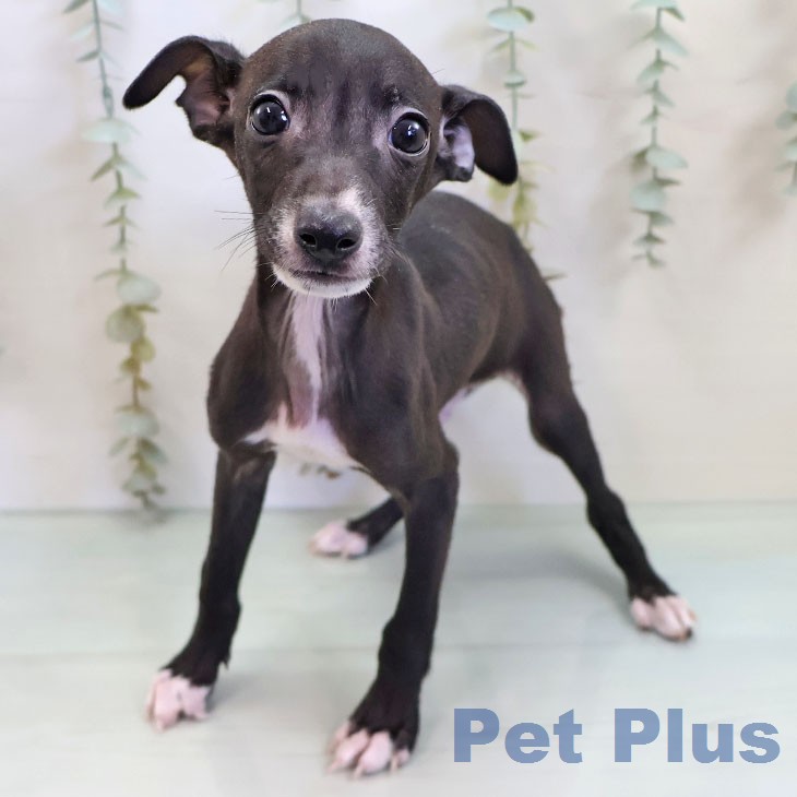 イタリアン・グレーハウンド