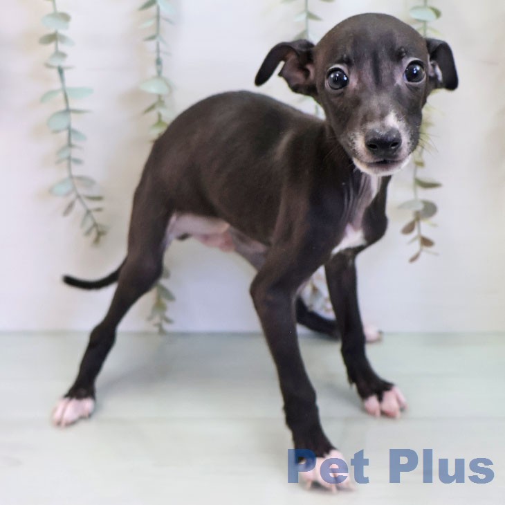 イタリアン・グレーハウンドの写真2