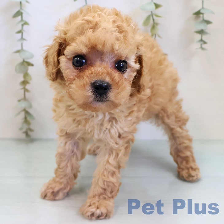 トイ・プードル