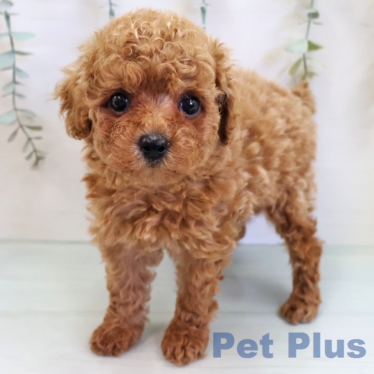 トイ・プードルの写真1