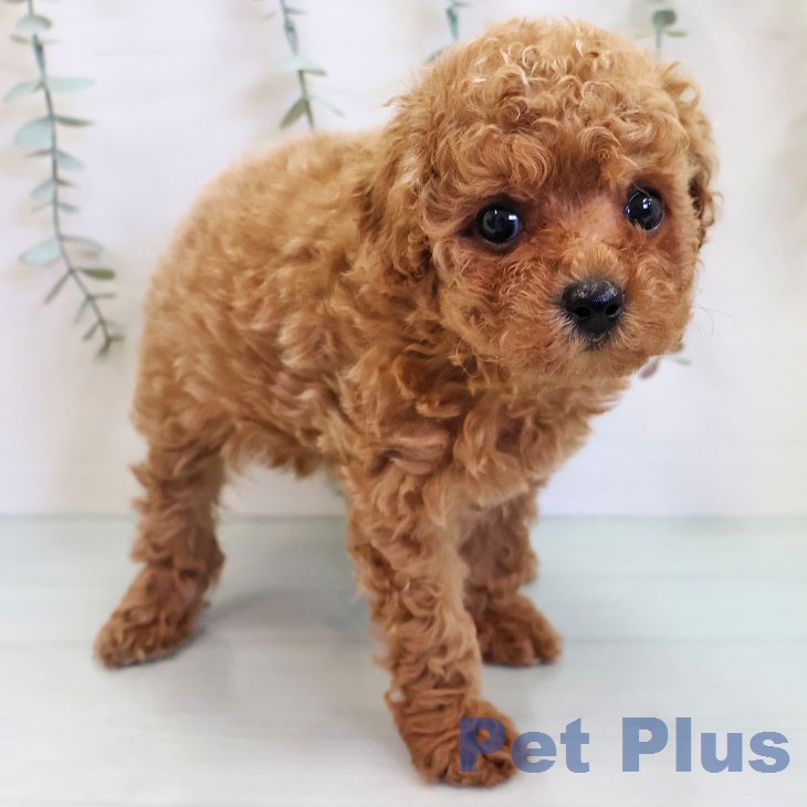 トイ・プードルの写真2