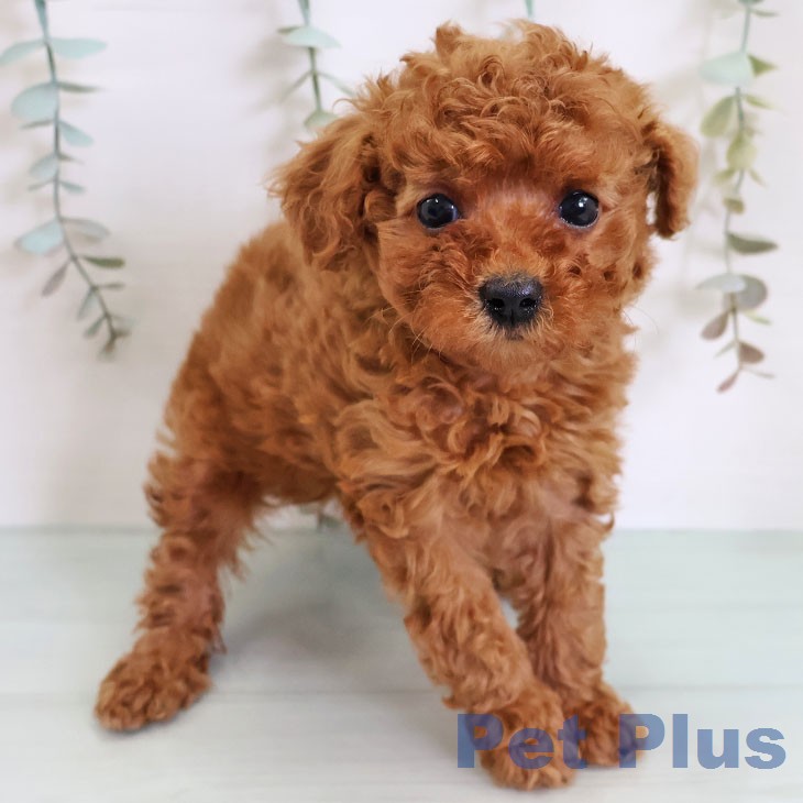 トイ・プードルの写真2