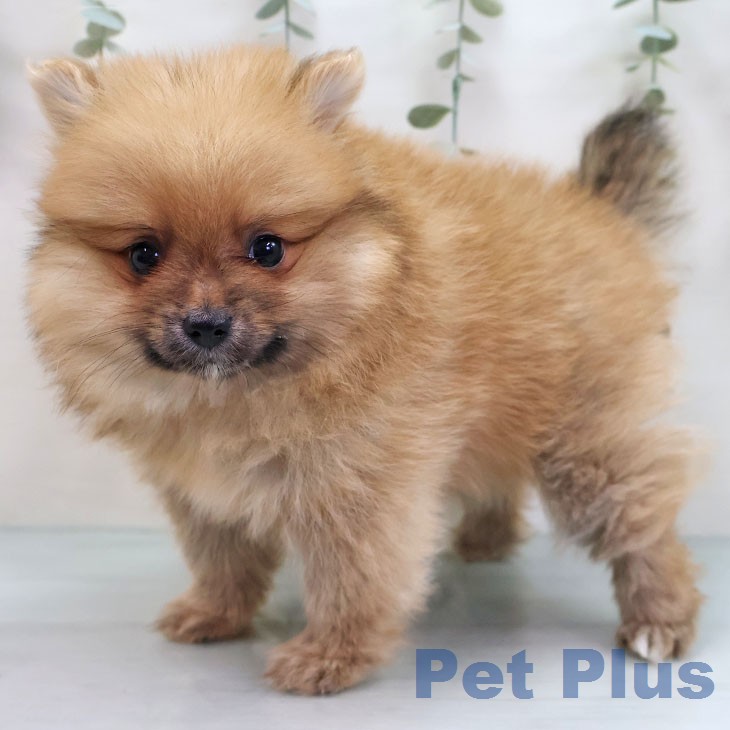 ポメラニアンの写真2