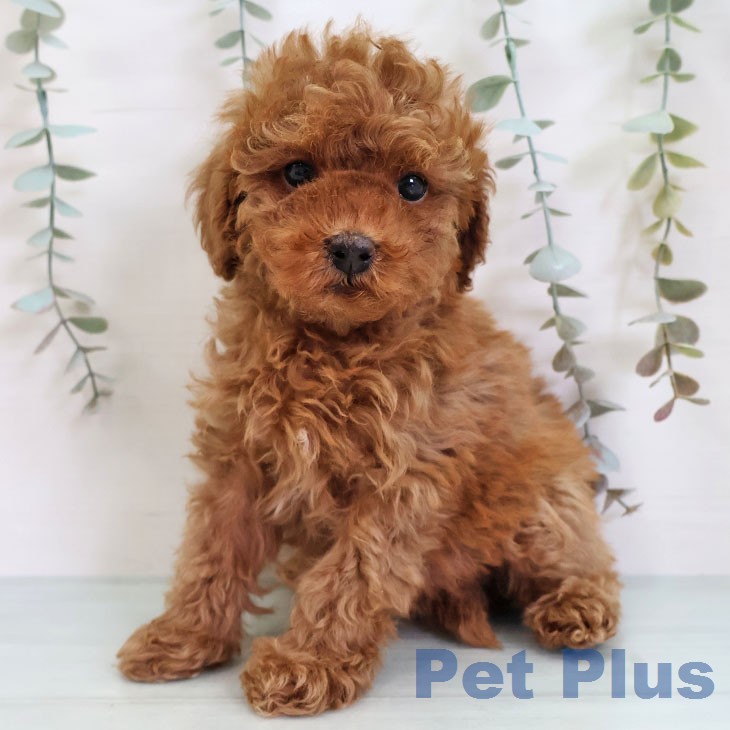 トイ・プードル