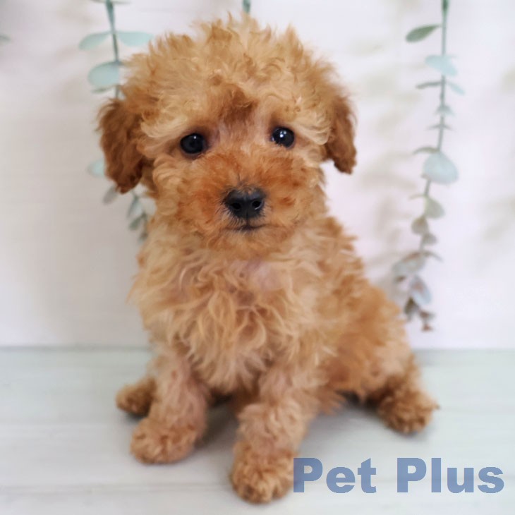 トイ・プードル