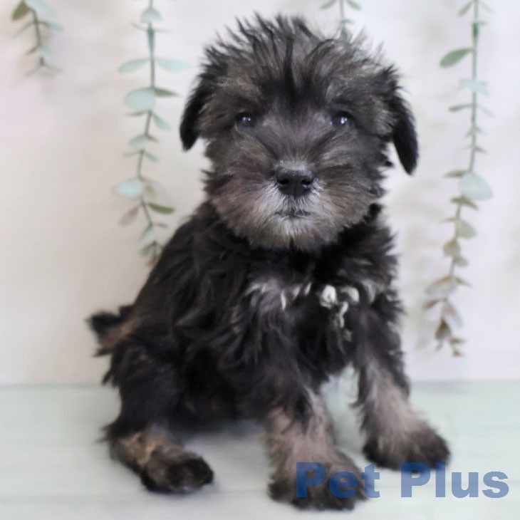 ミニチュア・シュナウザー