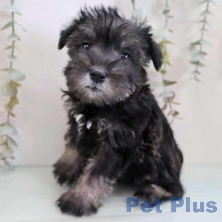 ミニチュア・シュナウザーの写真2