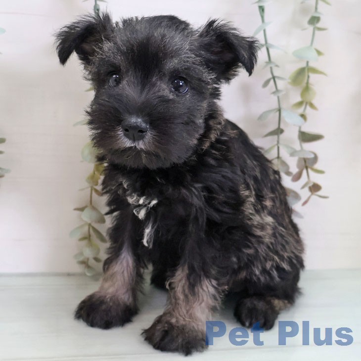 ミニチュア・シュナウザー