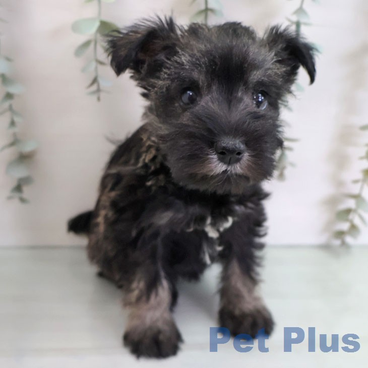 ミニチュア・シュナウザーの写真2