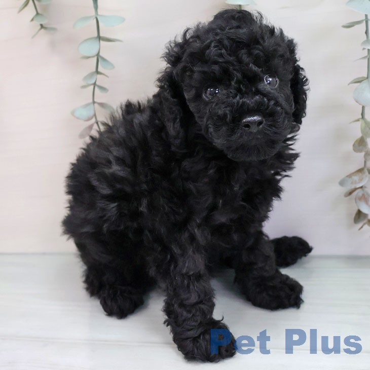 トイ・プードル