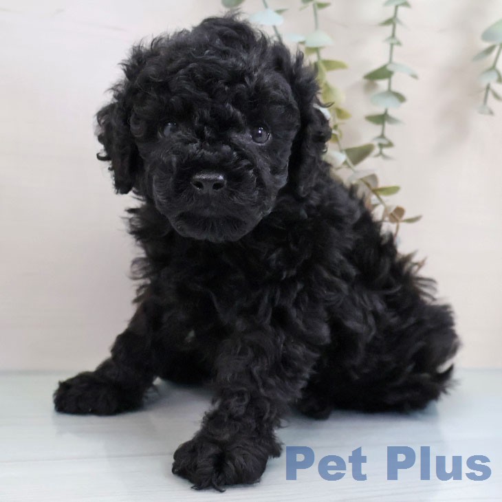 トイ・プードルの写真2