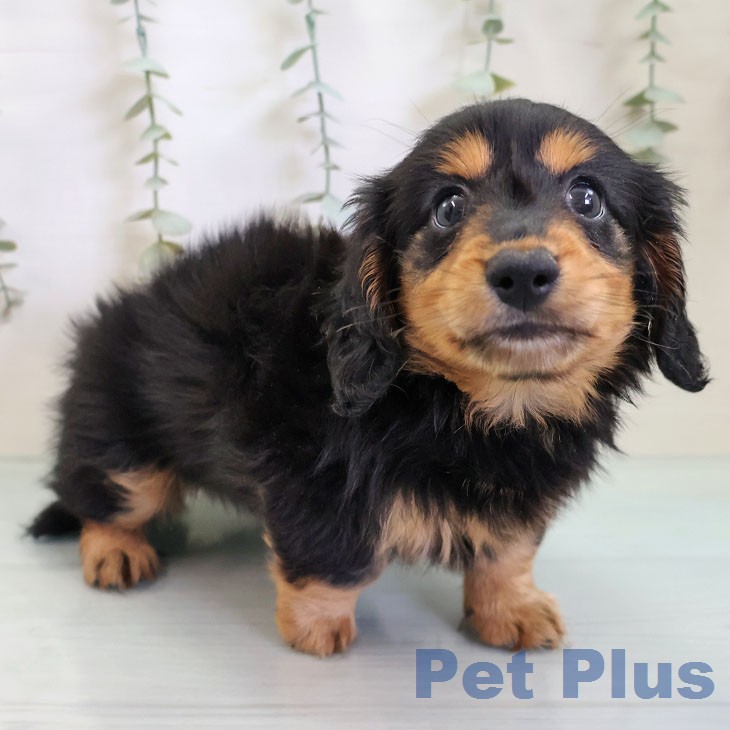 カニーンヘン・ダックスフンド