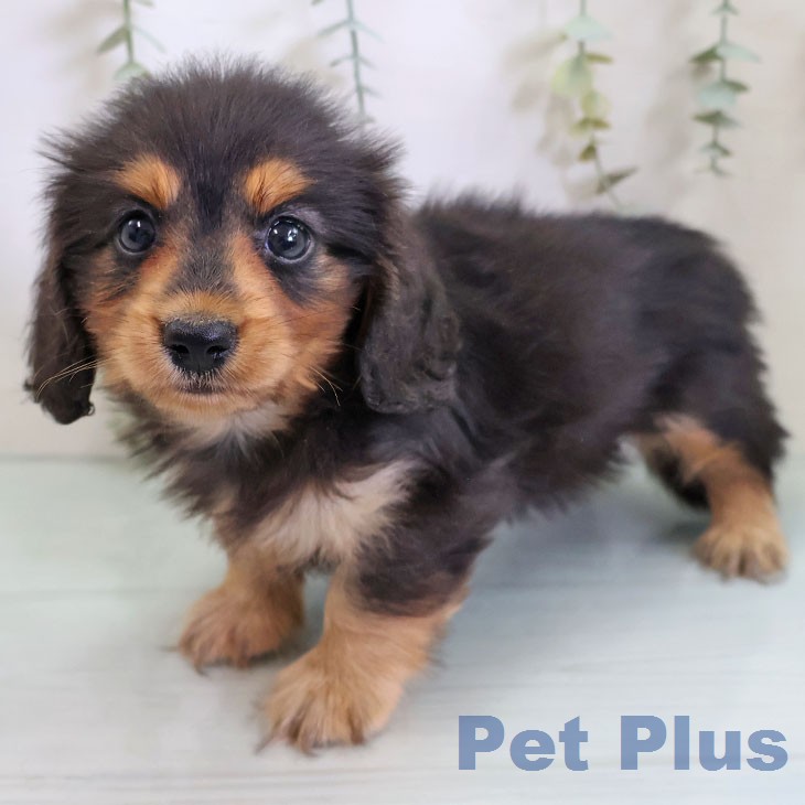 カニーンヘン・ダックスフンド