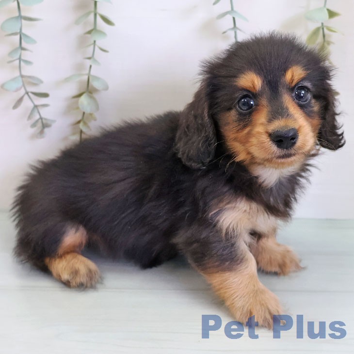 カニーンヘン・ダックスフンドの写真2