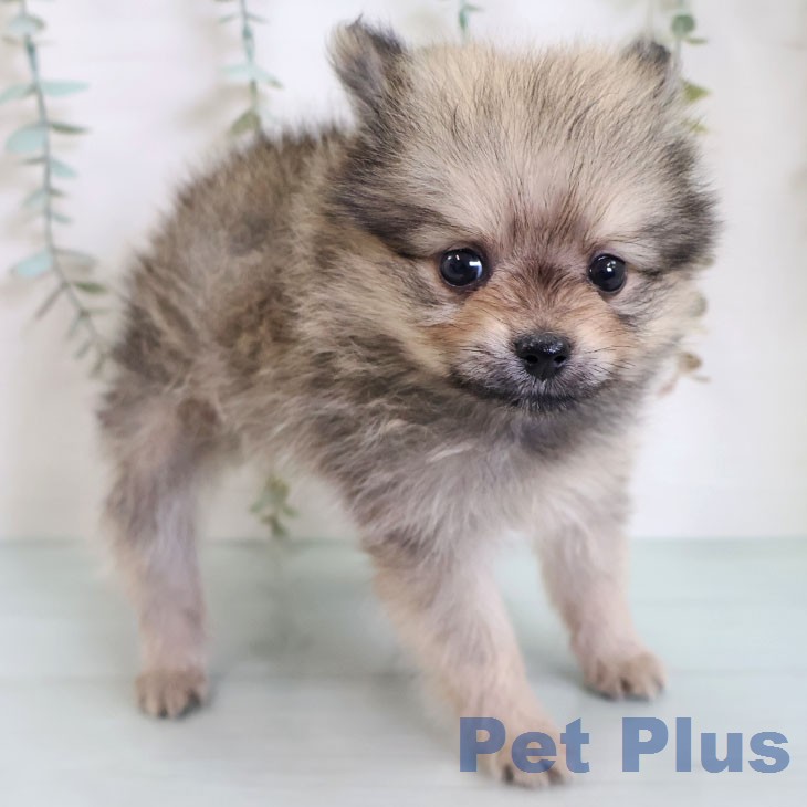 ポメラニアンの写真2