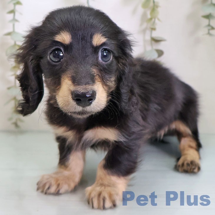 カニーンヘン・ダックスフンド