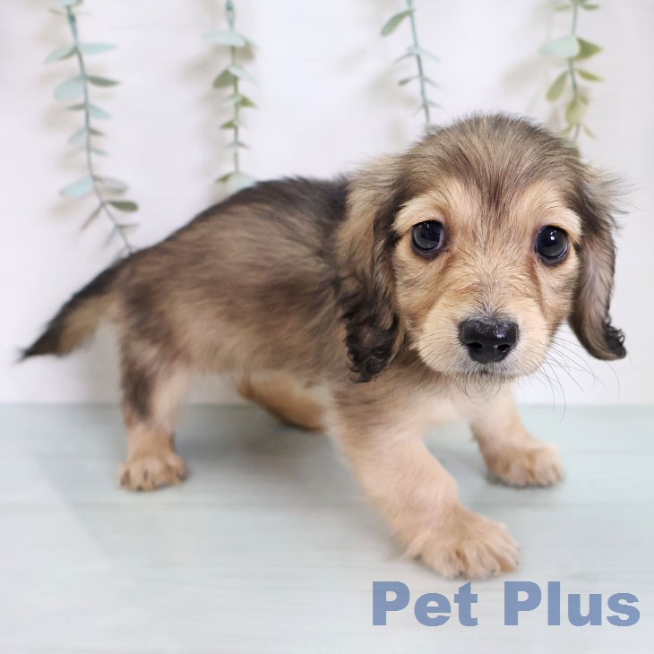 カニーンヘン・ダックスフンドの写真2