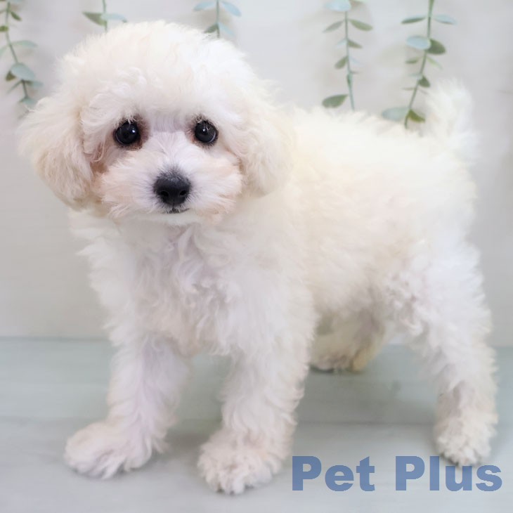 トイ・プードル