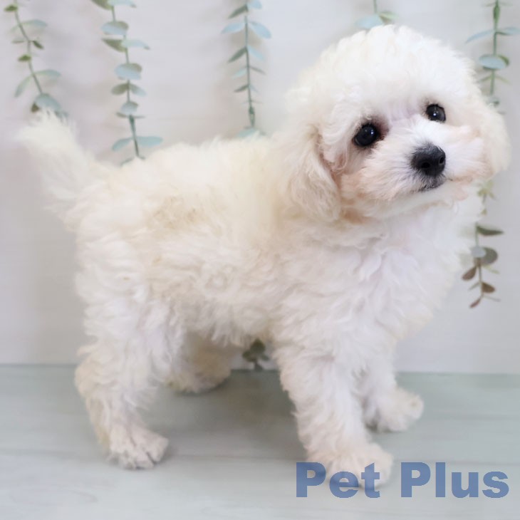 トイ・プードルの写真2