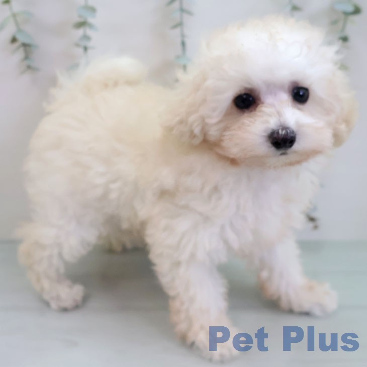 トイ・プードル