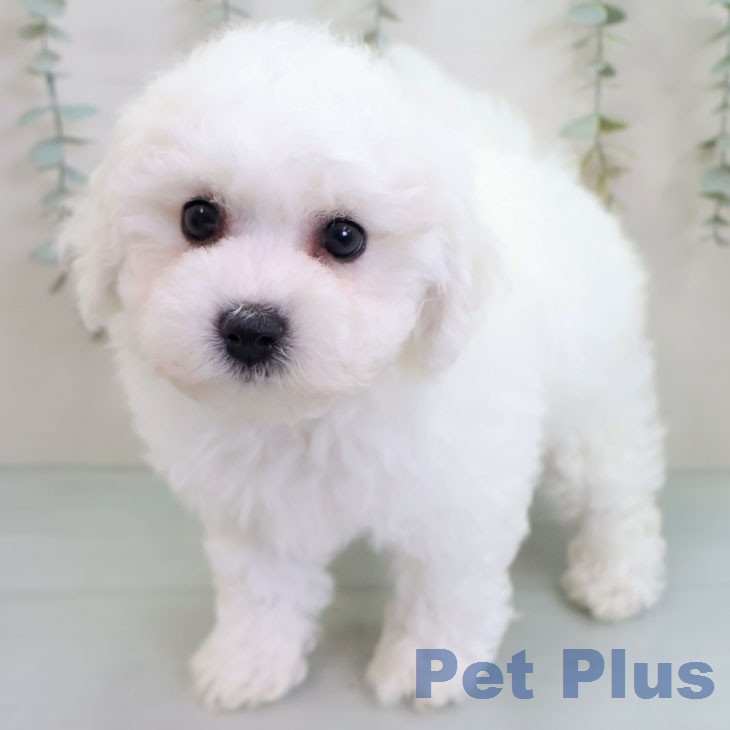 ビション・フリーゼの写真2