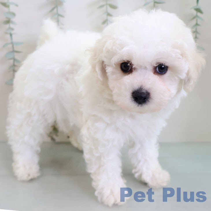 ビション・フリーゼ