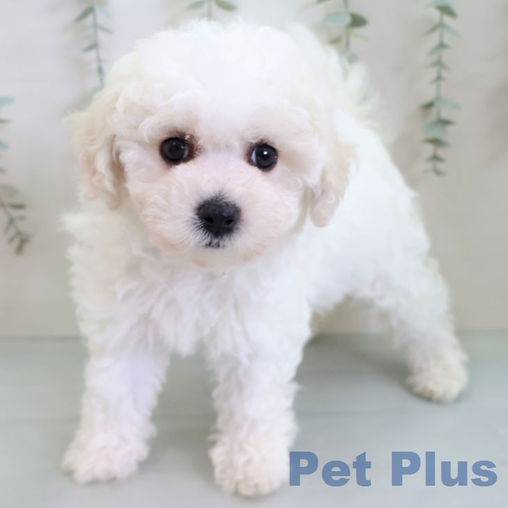 ビション・フリーゼの写真2