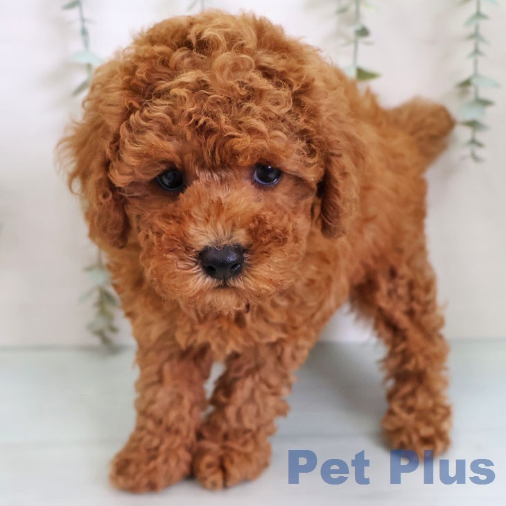 トイ・プードル