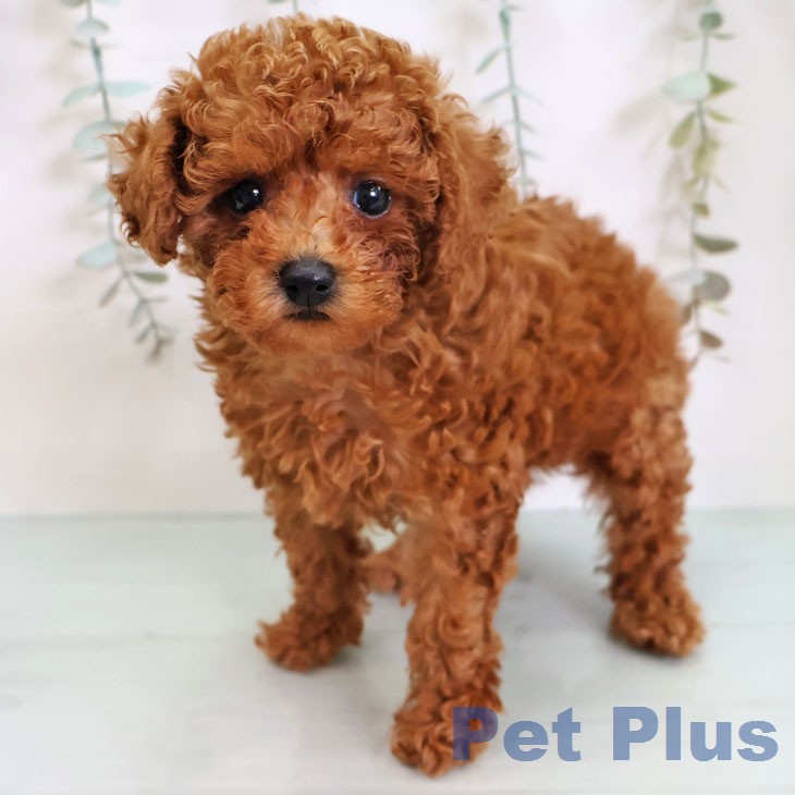 トイ・プードル