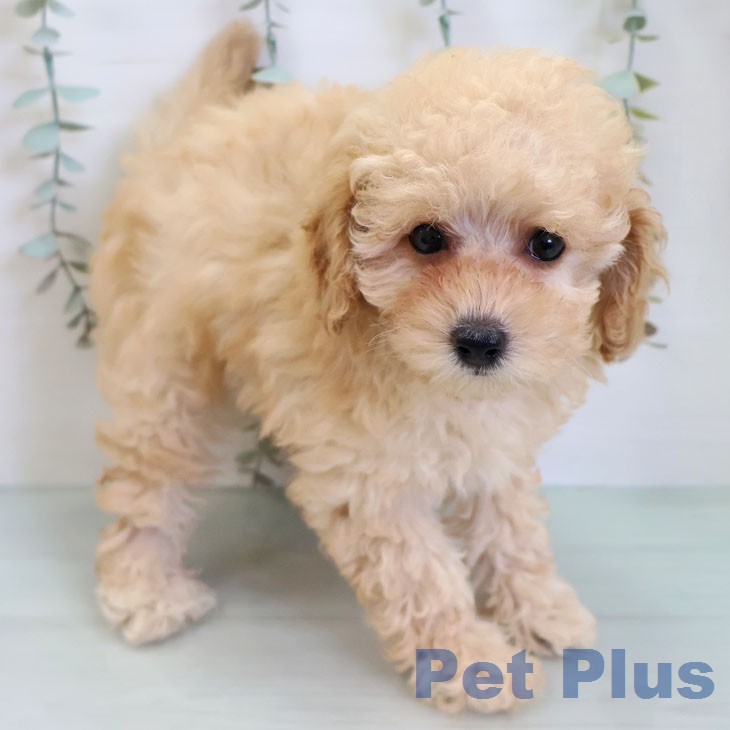 トイ・プードル