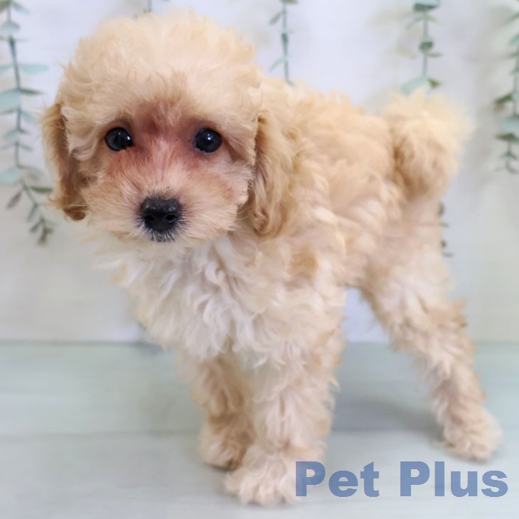 トイ・プードル