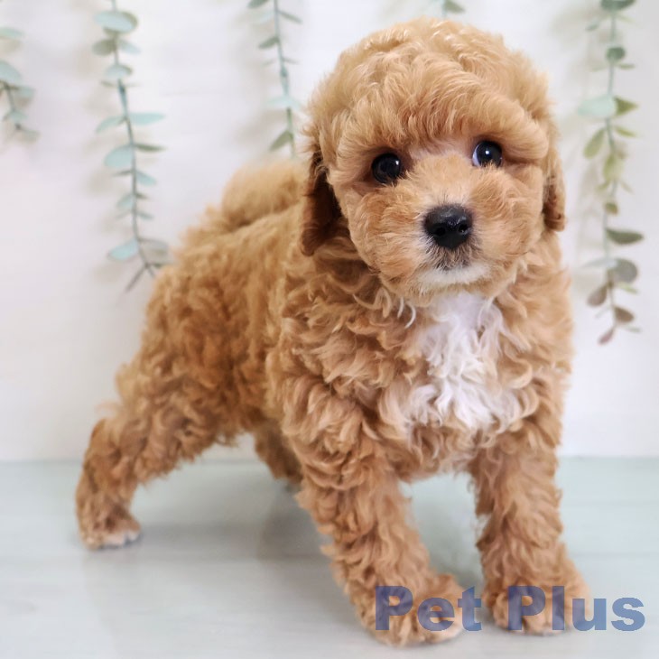 トイ・プードル