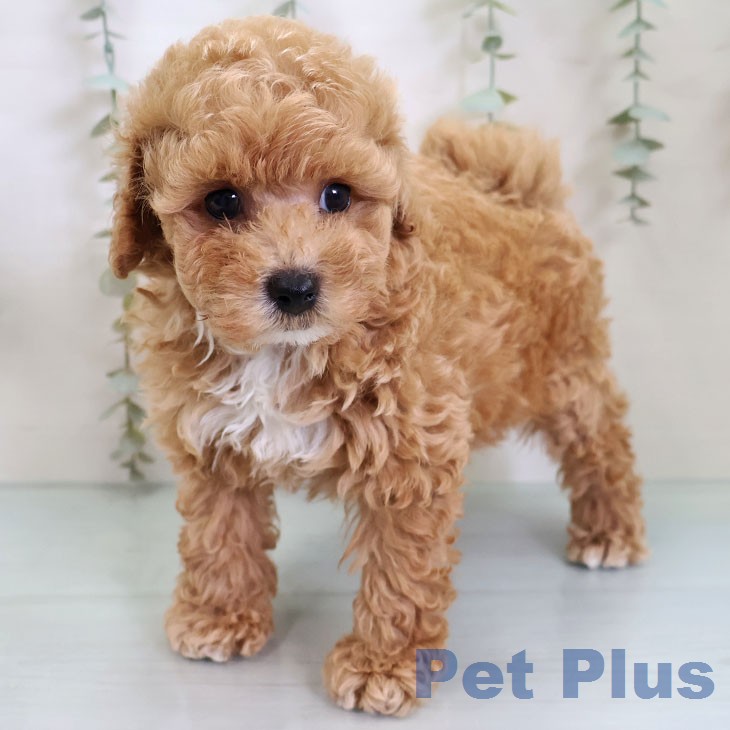 トイ・プードルの写真2