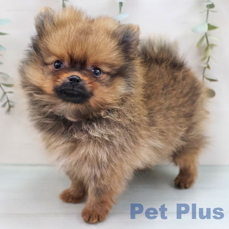 ポメラニアンの写真2