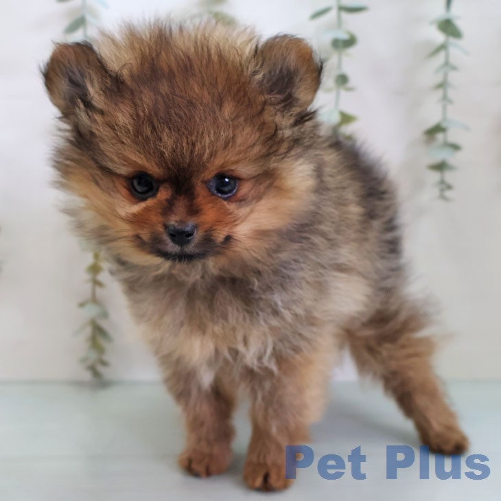 ポメラニアンの写真2