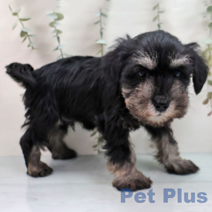 ミニチュア・シュナウザー