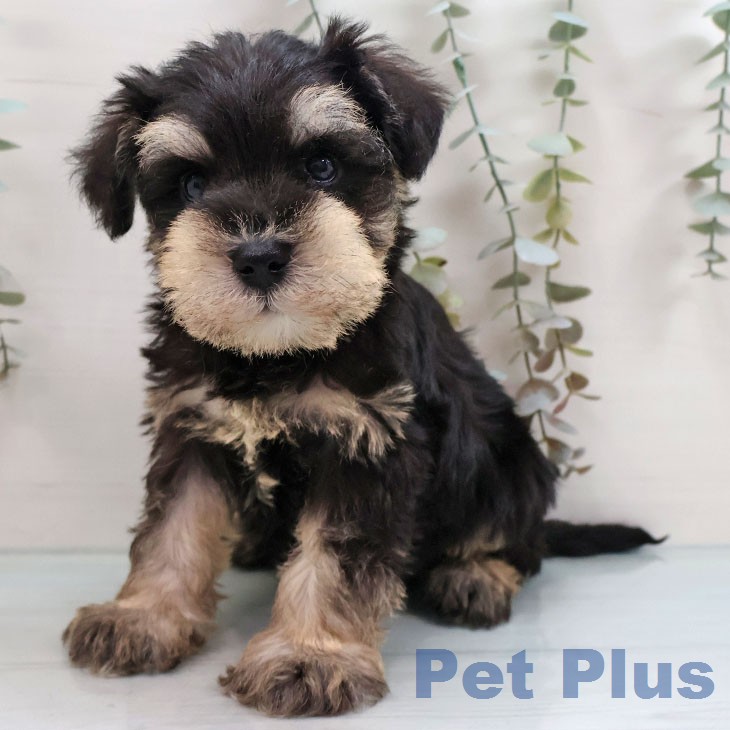 ミニチュア・シュナウザー