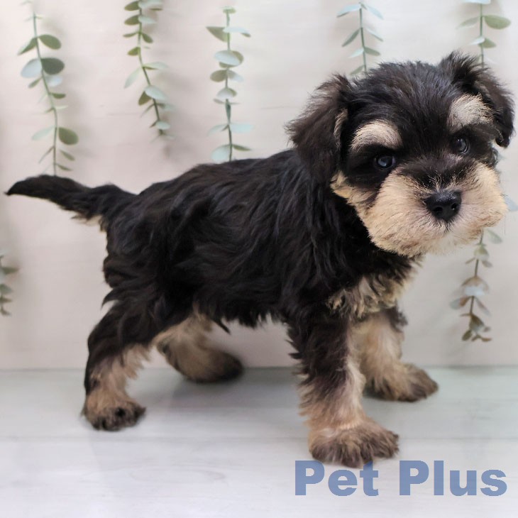 ミニチュア・シュナウザーの写真2