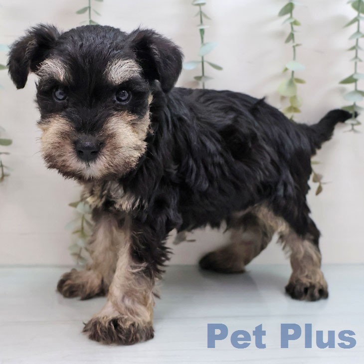 ミニチュア・シュナウザー