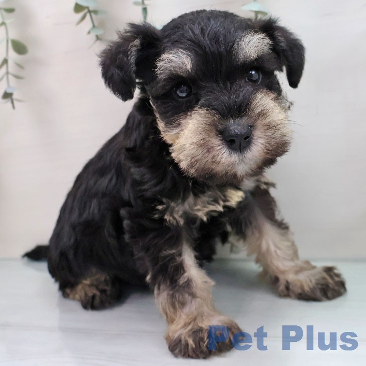 ミニチュア・シュナウザーの写真2