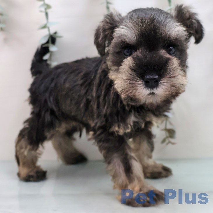 ミニチュア・シュナウザー