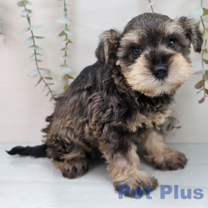 ミニチュア・シュナウザー