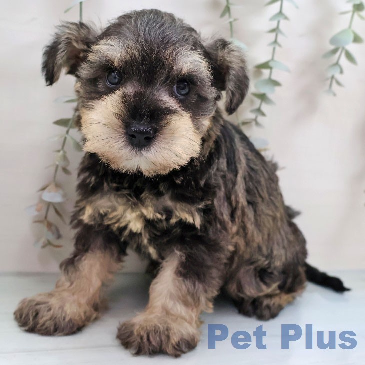 ミニチュア・シュナウザーの写真2