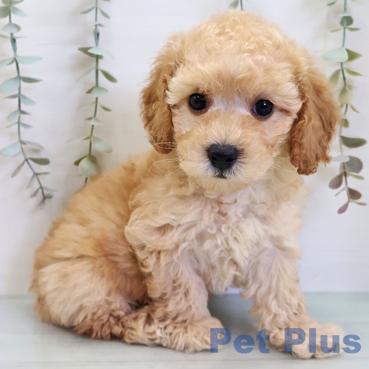 トイ・プードル