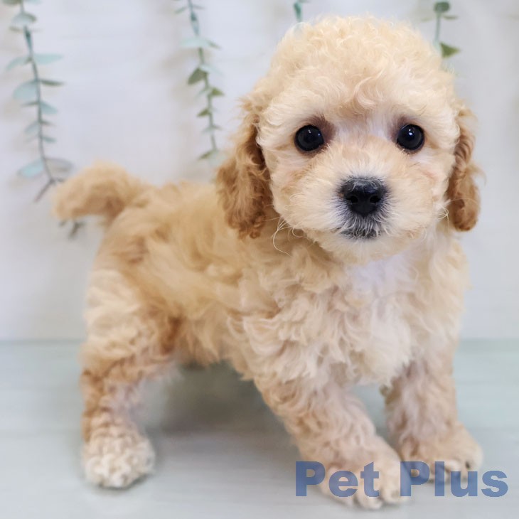 トイ・プードル