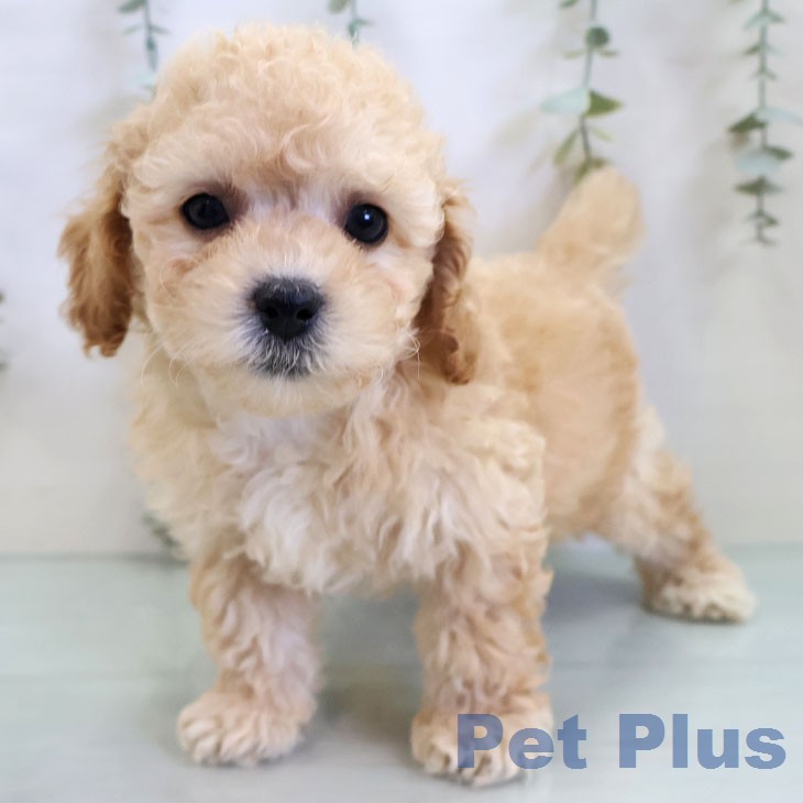 トイ・プードルの写真2