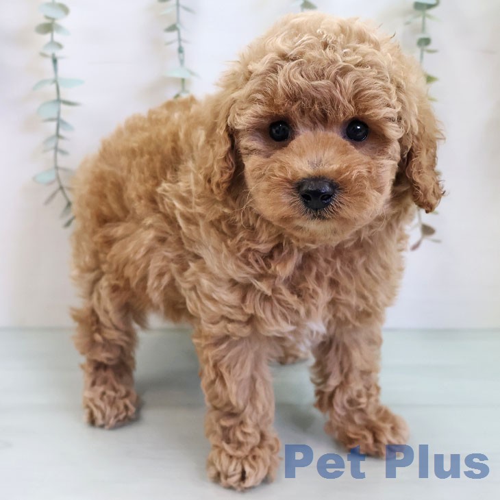 トイ・プードル