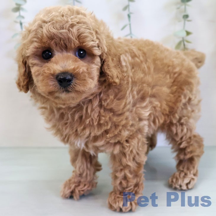 トイ・プードルの写真2